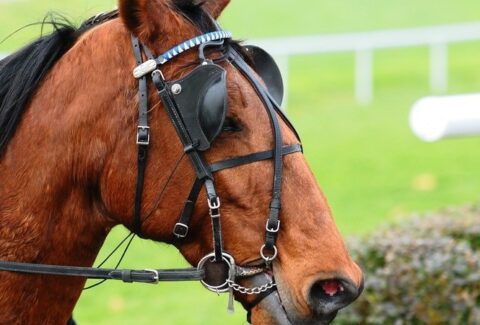 specialization-is-for-animals-a-reflection-on-human-versatility-and-the-limits-of-expertise