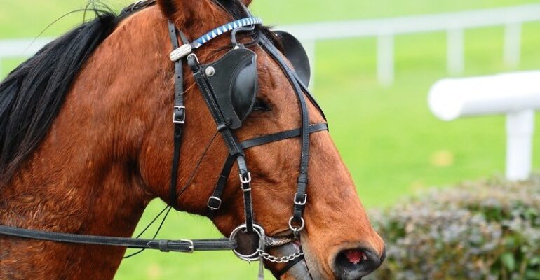 specialization-is-for-animals-a-reflection-on-human-versatility-and-the-limits-of-expertise